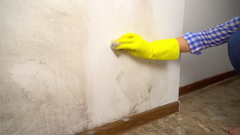 Spring Lake Heights, NJ Mold Removal Company